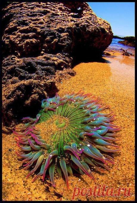 Sea Anemone