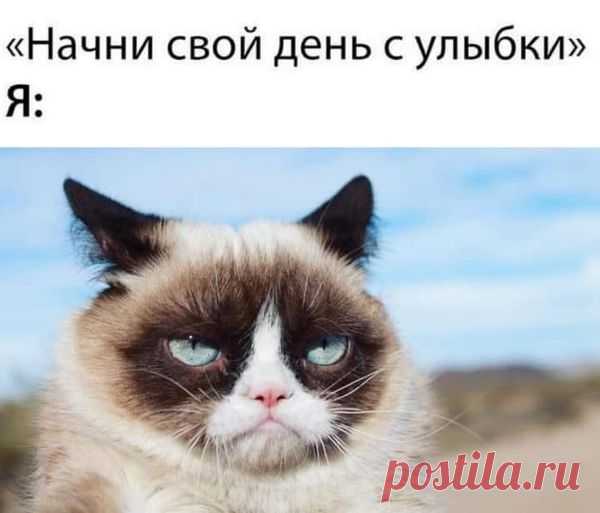 Звезда интернета Grumpy Cat: самая 