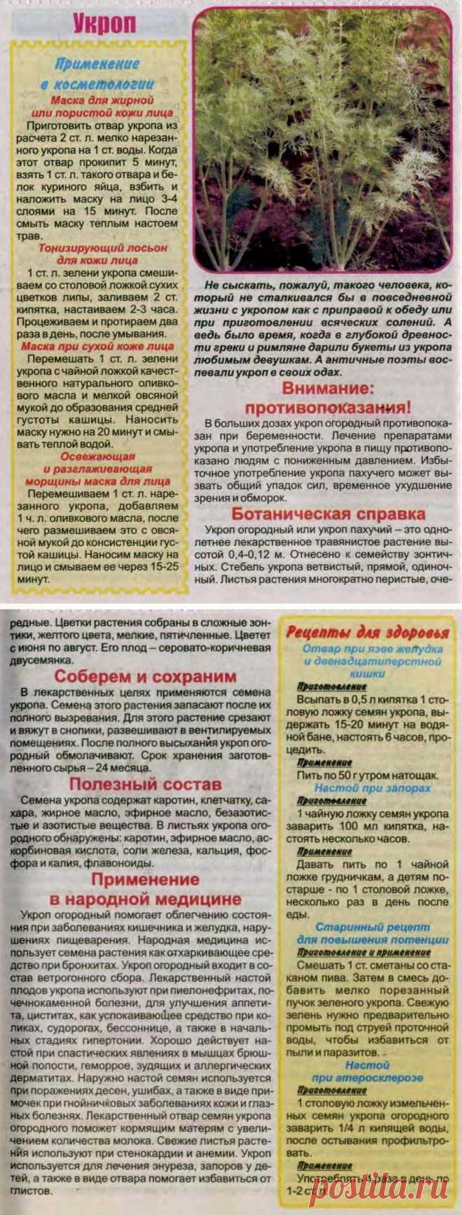 Укроп
