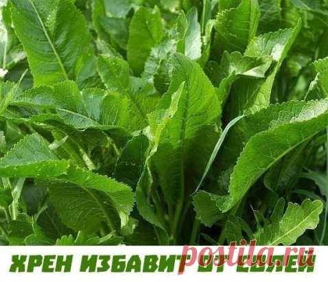 СДЕЛАЙТЕ – НЕ ПОЖАЛЕЕТЕ! 
Сейчас самое время избавиться от всей соли, которая накопилась в организме и может привести к солевым болезненным отложениям. Напоминаю проверенный и безотказный рецепт. 
Возьмите свежие крупные листья хрена – 2 шт. Перед сном окуните их с двух сторон кипяток и сразу положите на спину, захватывая шею. Обвяжите тканью. Возможно легкое жжение, но боли нет. Ожоги тоже исключены. 
Утром осторожно снимите листья – если соли много, они рассыпаются в прах. Посмотрите,