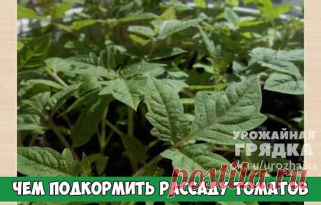 Чем подкормить рассаду томатов

Каждый огородник, выращивающий на своем участке помидоры, надеется на получение большого урожая. Количество и товарные качества плодов напрямую зависят от рассады культуры. Крепкие сеянцы, высаженные в закрытые конструкции (парники, теплицы), под пленочные накрытия или в открытый грунт, быстро приживаются на новом месте, развивают мощную корневую систему и в короткие сроки (2-3 недели) вступают в фазу плодоношения, в отличие от слабых, переросших или недоразвитых.