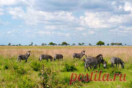флора и фауна танзании – Google Поиск