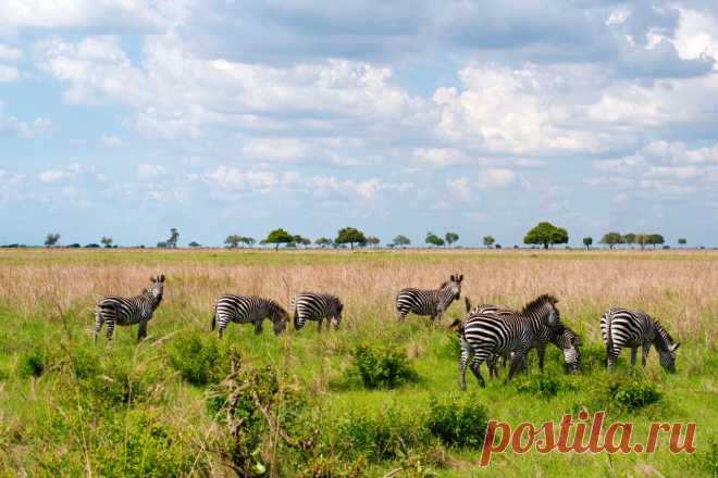 флора и фауна танзании – Google Поиск