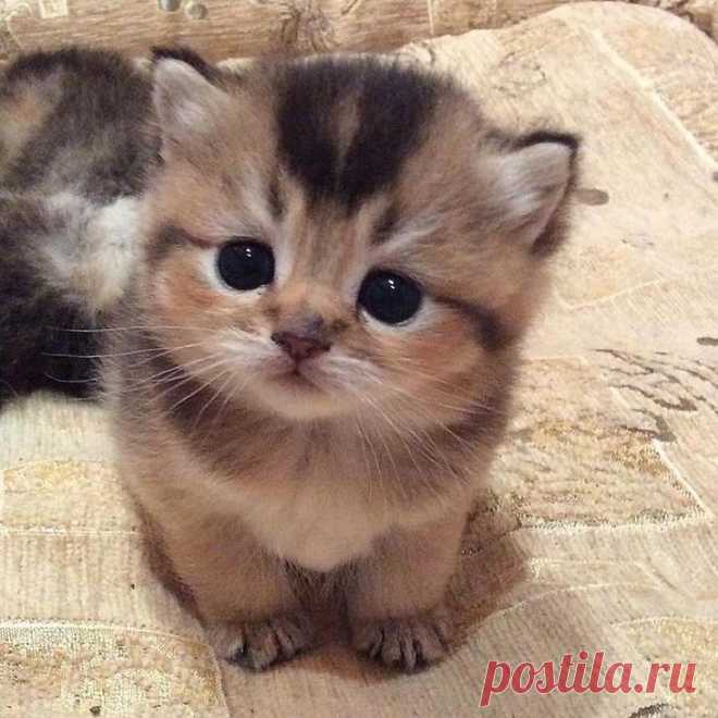 Подборка очаровательных снимков животных, которые поднимут вам настроение