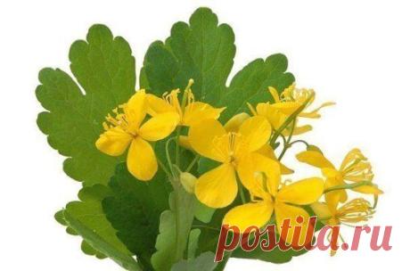 (52) Одноклассники