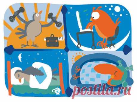 Биоритмы. У каждой птички свои привычки.