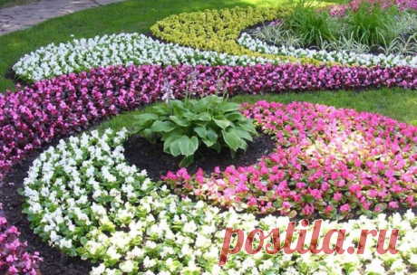 Низкорослые цветы для клумбы, которые будут цвести все лето