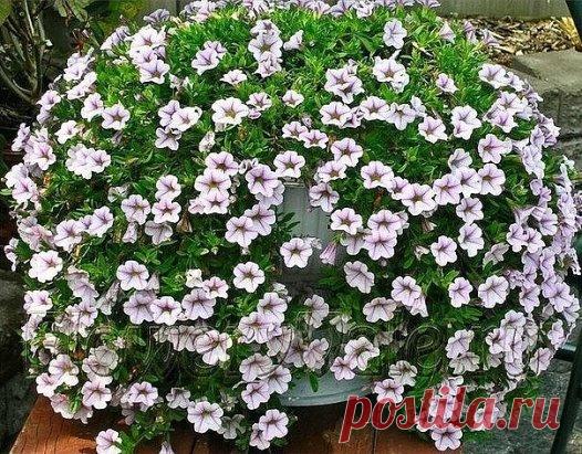 ОЧЕНЬ ПЫШНАЯ ПЕТУНИЯ 