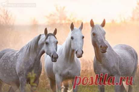 Арабские лошади. Автор фото: Анна Володичева.