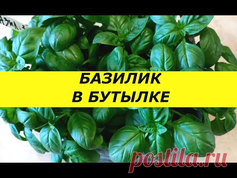 Как вырастить заросли базилика в обычной пластиковой бутылке.