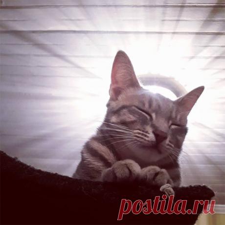 Котейшества В этой коллекции фотографий вы увидите неопровержимые доказательства того, что древние египтяне были правы, и кошки на самом деле были божествами.