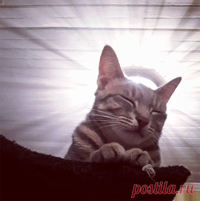 Котейшества В этой коллекции фотографий вы увидите неопровержимые доказательства того, что древние египтяне были правы, и кошки на самом деле были божествами.