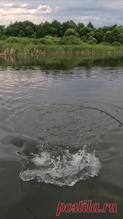 Летняя щука на вываживании творит буквально цирковые номера.Отличный китайский поппер с Алиэкспресс.► КОПИЯ Strike Pro Jointed Sea Monster II - http://got.by...