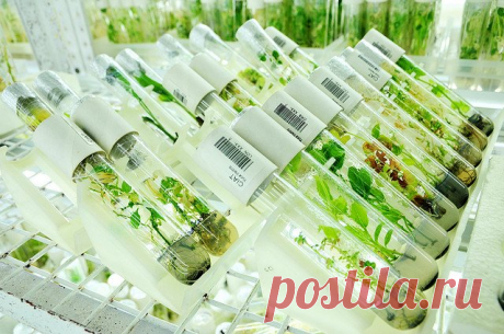 ГМО и политика раскачки ситуации в стране Официальный сайт политика, лидера «Партии Великое Отечество»