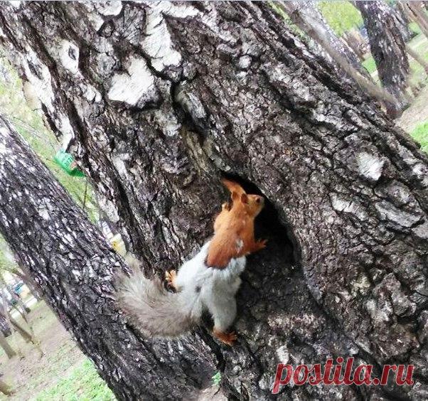 Белка не глупая, с такой весной штаны рано снимать