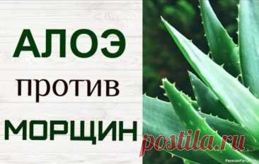Секреты красоты. Алоэ от Морщин 3 Домашних Рецепта Молодости1. Алоэ + Масло (питание): 1 ст.л. геля алоэ + 1 ч.л. оливкового/кокосового масла. На 20 минут.&nbsp;2. Алоэ + Мед (упругость): 1 ст.л. геля алоэ + 1 ч.л. меда + 1 ч.л. лимонного сока (для жирной кожи). На 15 минут.&nbsp;3. Алоэ + Яичный белок (лифтинг): 1...