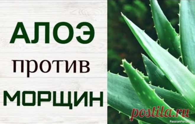 АЛОЭ ОТ МОРЩИН- 3 Домашних Рецепта Молодости. 1. Алоэ + Масло (питание): 1 ст.л. геля алоэ + 1 ч.л. оливкового/кокосового масла. На 20 минут. 2. Алоэ + Мед (упругость): 1 ст.л. геля алоэ + 1 ч.л. меда + 1 ч.л. лимонного сока (для жирной кожи). На 15 минут. 3. Алоэ + Яичный белок (лифтинг): 1...