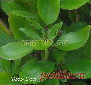 Каланхоэ Kalanchoe - Комнатные растения и цветы