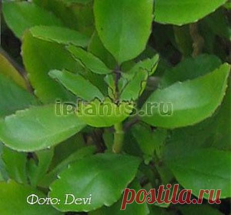 Каланхоэ Kalanchoe - Комнатные растения и цветы