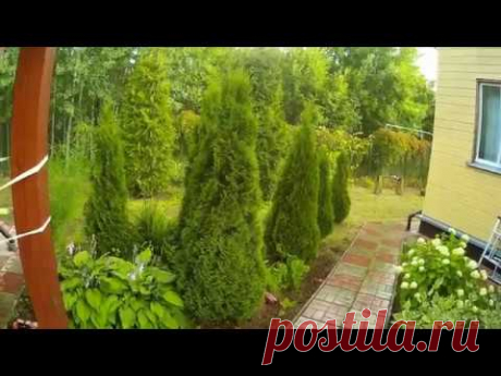 Зачем стричь тую?  Туя западная Брабант.