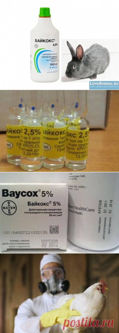 Препарат Байкокс: инструкции по применению для лечения домашней птицы и кроликов от кокцидиоза