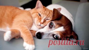 Старый кот - OGADANIE.RU