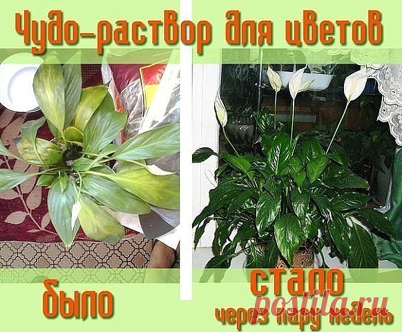 (49) Одноклассники
