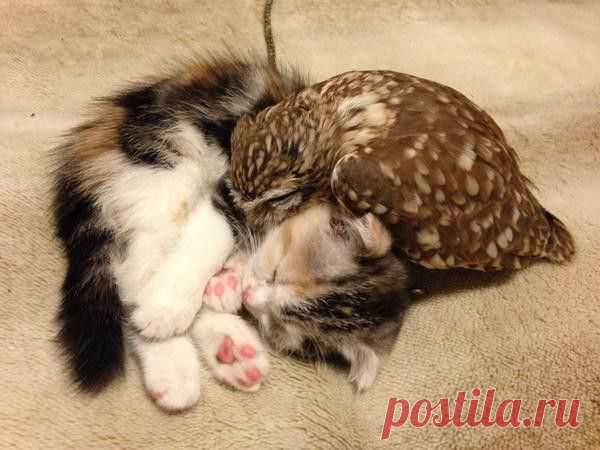 Котенок и совенок