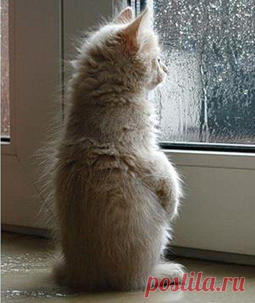 дождь за окном картинки |