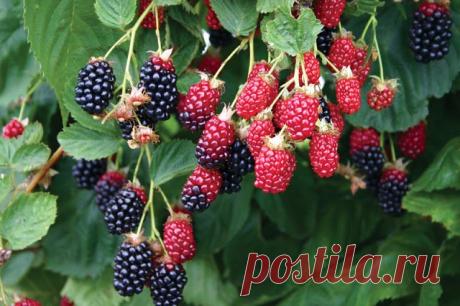 Как правильно выращивать ежевику