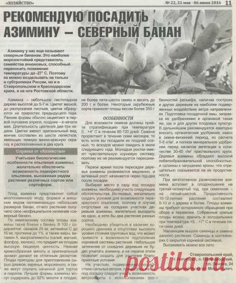 Азимина - северный банан