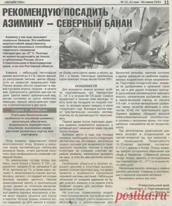 Азимина - северный банан