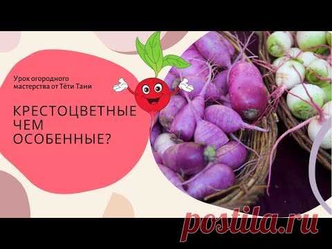 468. Капуста, редька, дайкон и редис. 1-ый и 2ой посев...почему и когда...