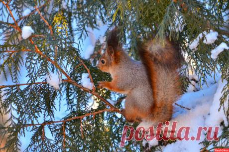 Фото: Лесная гостья. Фотолюбитель Владимир Чистяков. Фото животных. Фотосайт Расфокус.ру