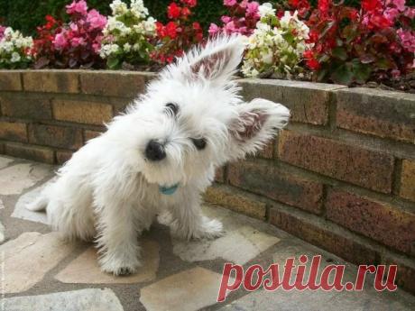«Вест-хайленд-уайт-терьер - описание породы »