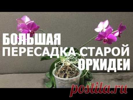 большая ПЕРЕСАДКА СТАРОЙ ОРХИДЕИ