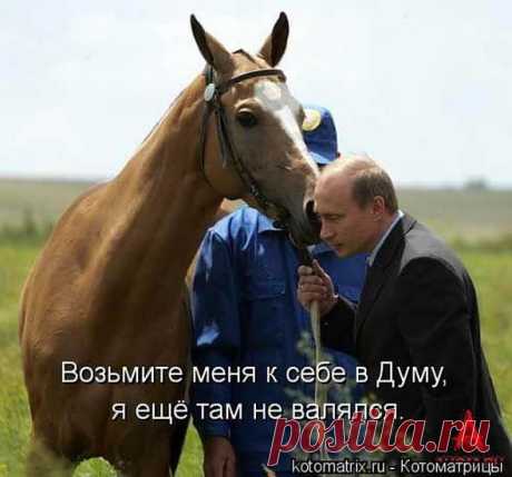 ВЕСЁЛАЯ &quot;КОТОМАТРИЦА&quot;
