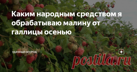 Каким народным средством я обрабатываю малину от галлицы осенью Вот и наступила осень, а с ней и немного работы в саду. Нужно обработать малину, чтобы на малиннике не появилась малинная галлица.