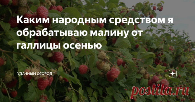 Каким народным средством я обрабатываю малину от галлицы осенью Вот и наступила осень, а с ней и немного работы в саду. Нужно обработать малину, чтобы на малиннике не появилась малинная галлица.