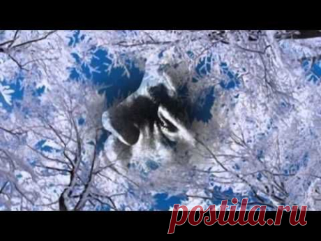 (+1) тема - Кони привередливые...В.Высоцкий.. | ВИДЕОСМАК