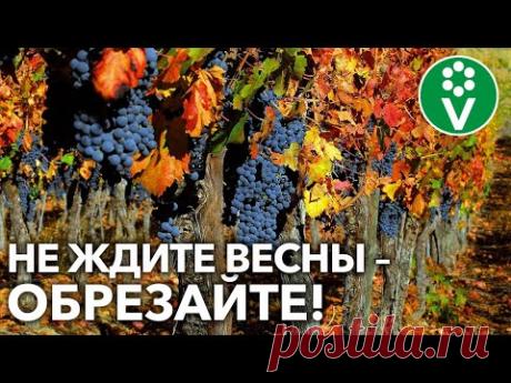 ВИНОГРАДНОЙ ЛОЗЕ НЕ СТРАШНА ЗИМА при такой подготовке в СЕНТЯБРЕ! - YouTube