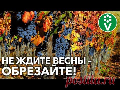 ВИНОГРАДНОЙ ЛОЗЕ НЕ СТРАШНА ЗИМА при такой подготовке в СЕНТЯБРЕ! - YouTube