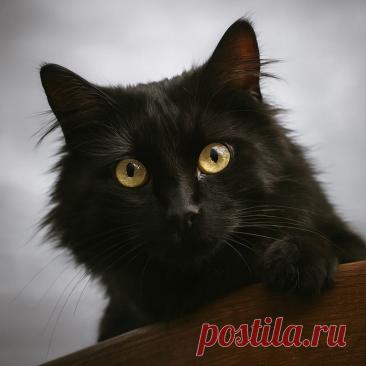 Настоящий кот и “морская мышь” - OGADANIE.RU