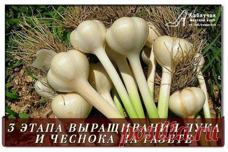 3 ЭТАПА ВЫРАЩИВАНИЯ ЛУКА И ЧЕСНОКА НА ГАЗЕТЕ