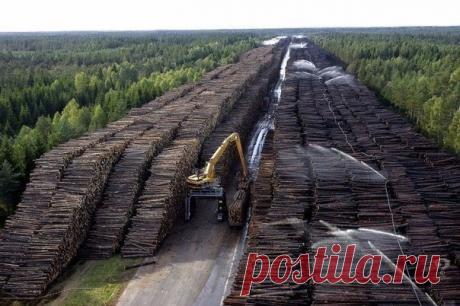 ​Что уничтожил человек на планете Земля за последние 50 лет — Интересные факты