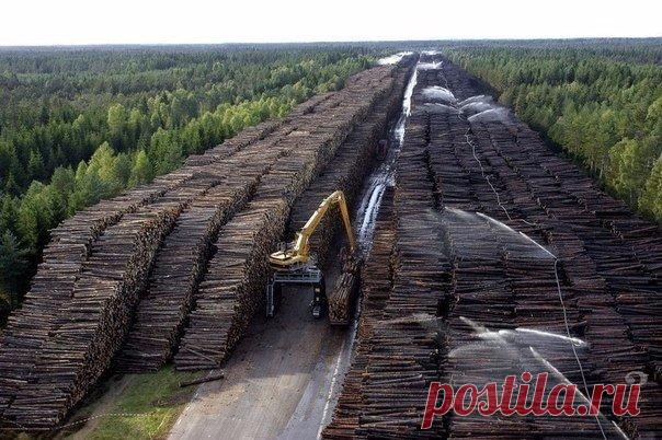 ​Что уничтожил человек на планете Земля за последние 50 лет — Интересные факты