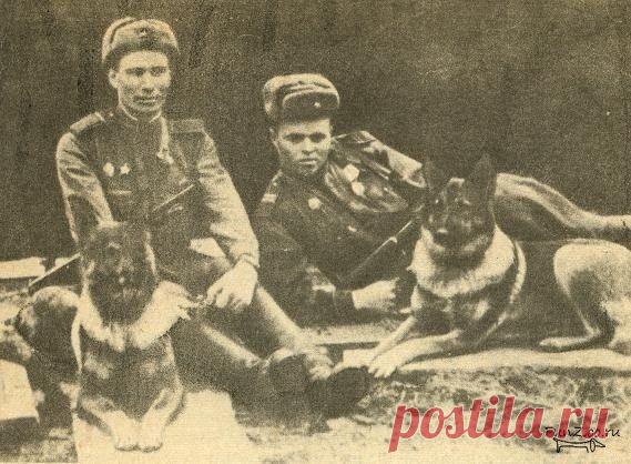 Собаки — участники Великой Отечественной / Назад в СССР / Back in USSR