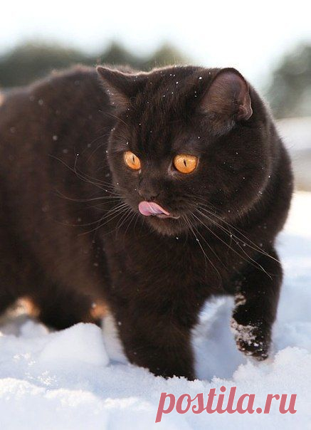 мм