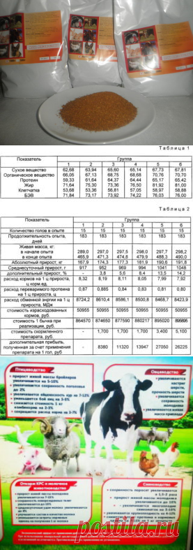 Влияние кормовой добавки ПЦС на перенесение стресса у бычков - БиоКорова