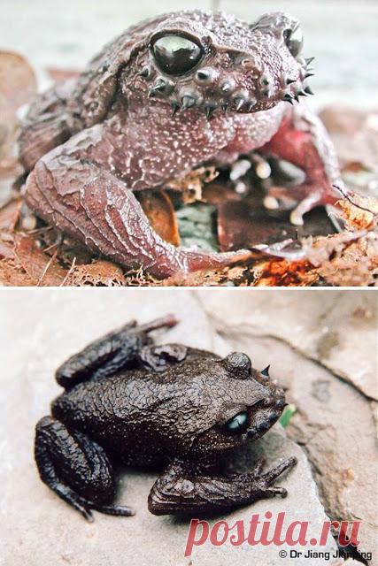 Животные, которые выглядят, как рокеры:Природа и животные